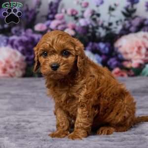 Chewy, Cavapoo Puppy